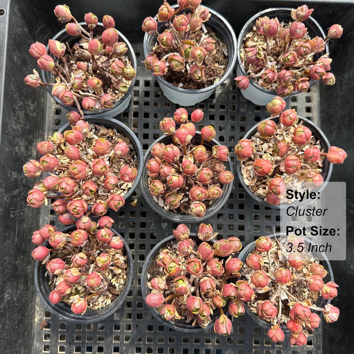 Aeonium Saundersii Pinheads Succulent - Truemartstore