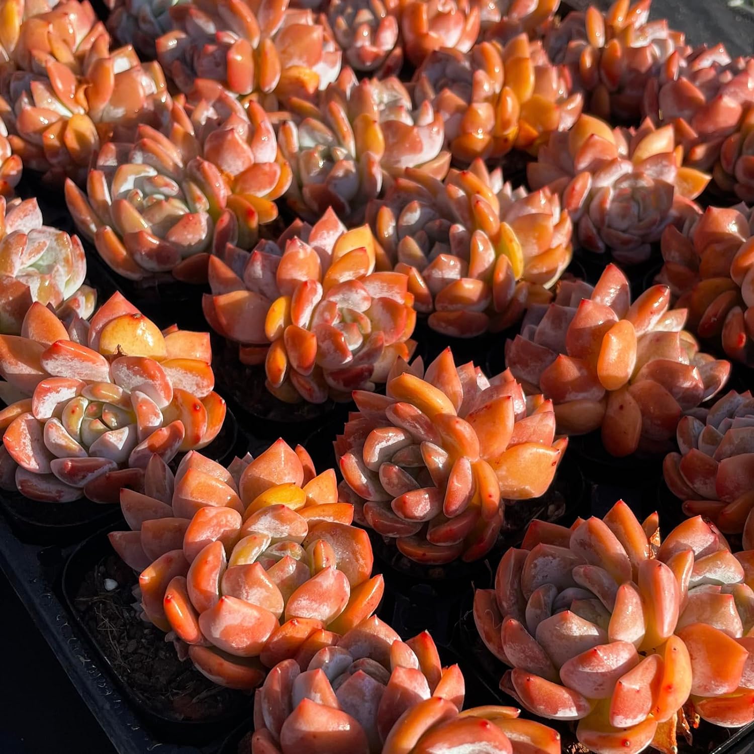 Echeveria Monroe Succulent - Truemartstore
