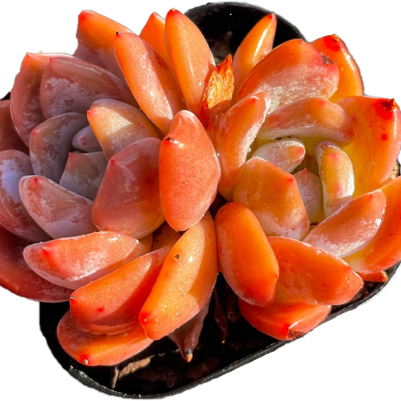 Echeveria Monroe Succulent - Truemartstore