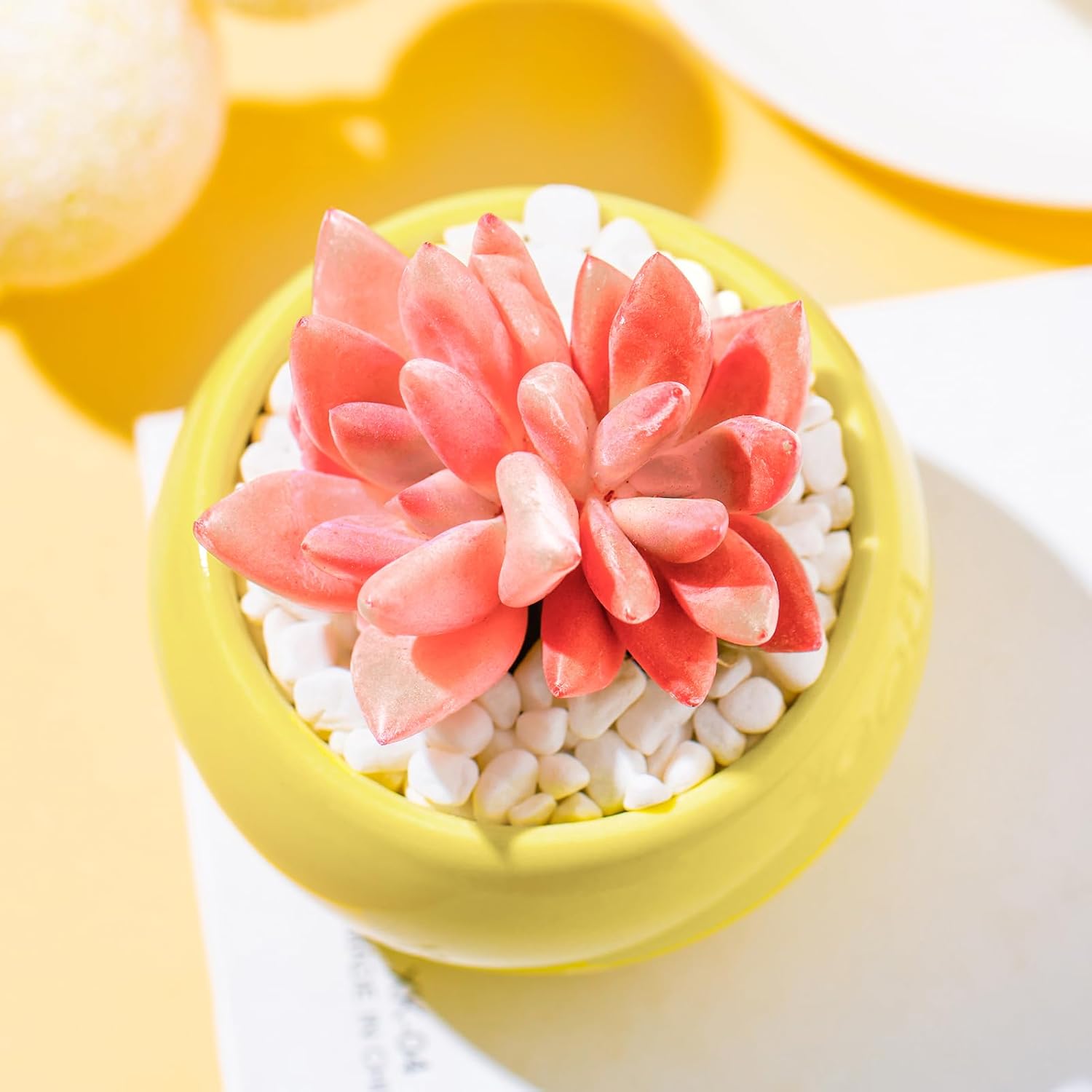 Graptoveria Ruby Donna Succulent