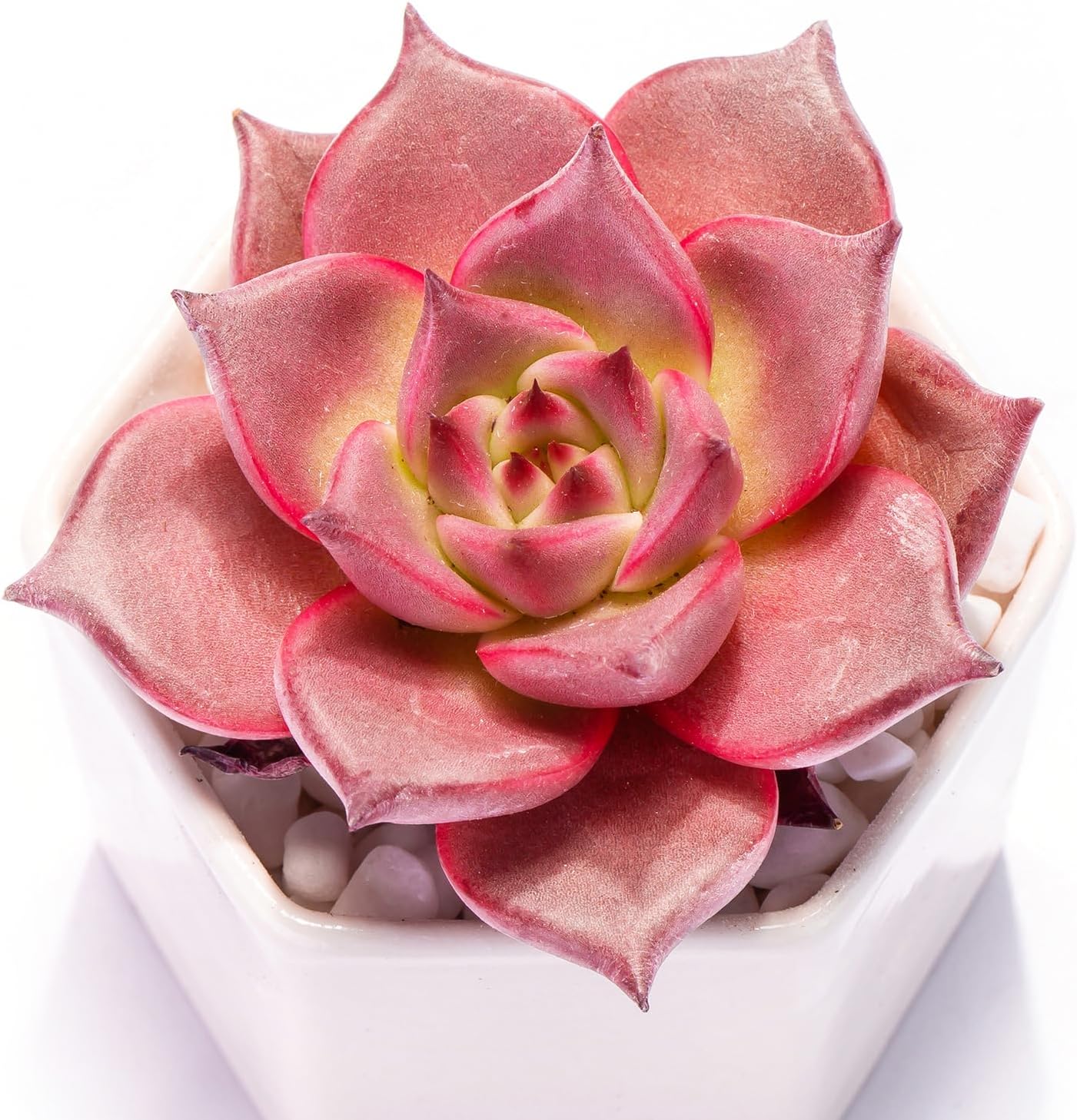 Echeveria Agavoides Romeo Succulent - Truemartstore