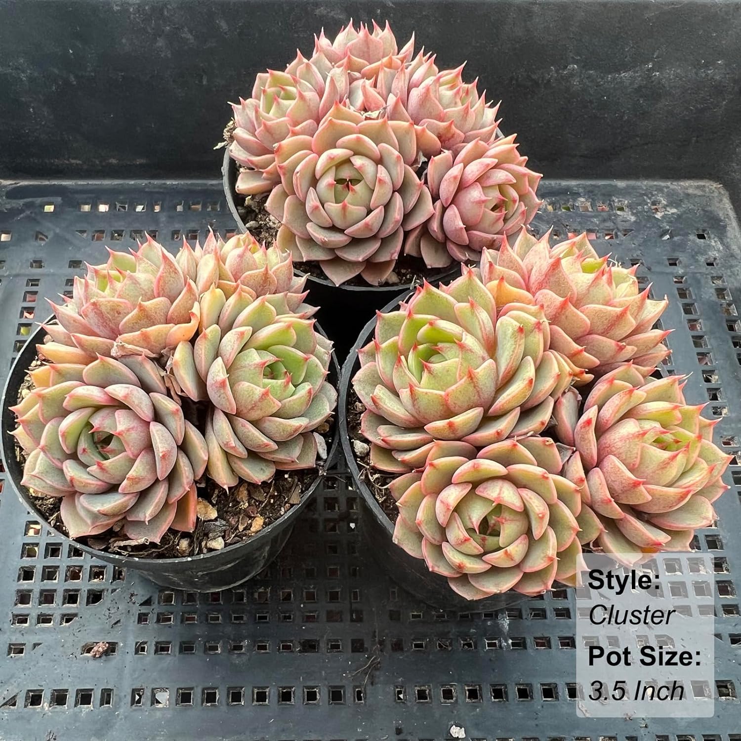 Echeveria Ben Badis Succulent - Truemartstore
