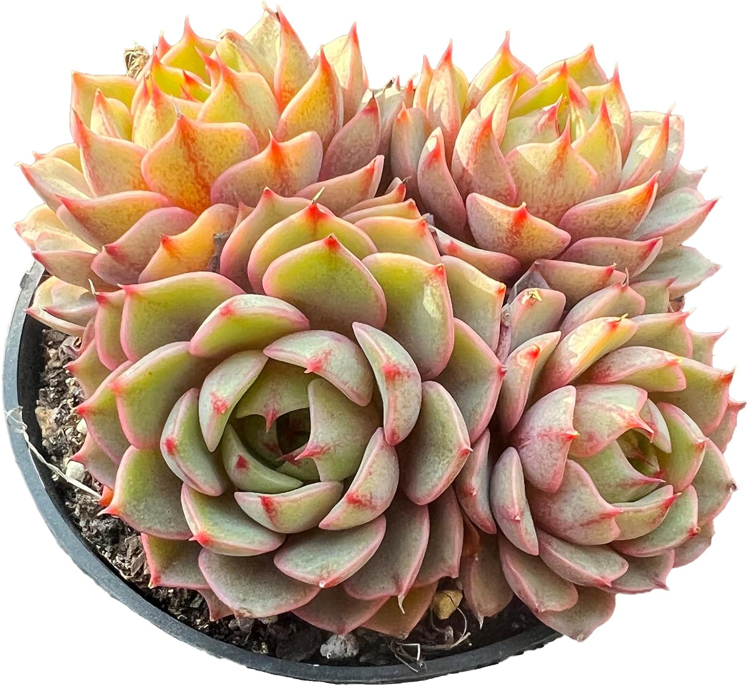 Echeveria Ben Badis Succulent - Truemartstore