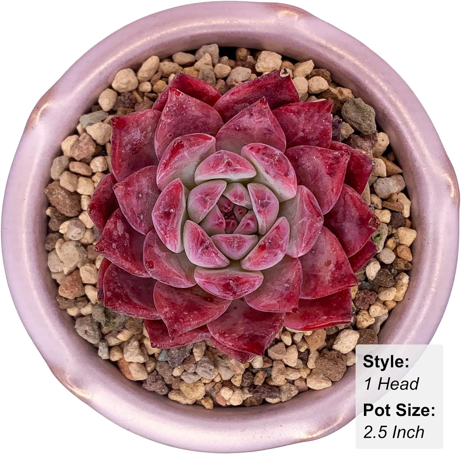 Echeveria Colorata Succulent - Truemartstore