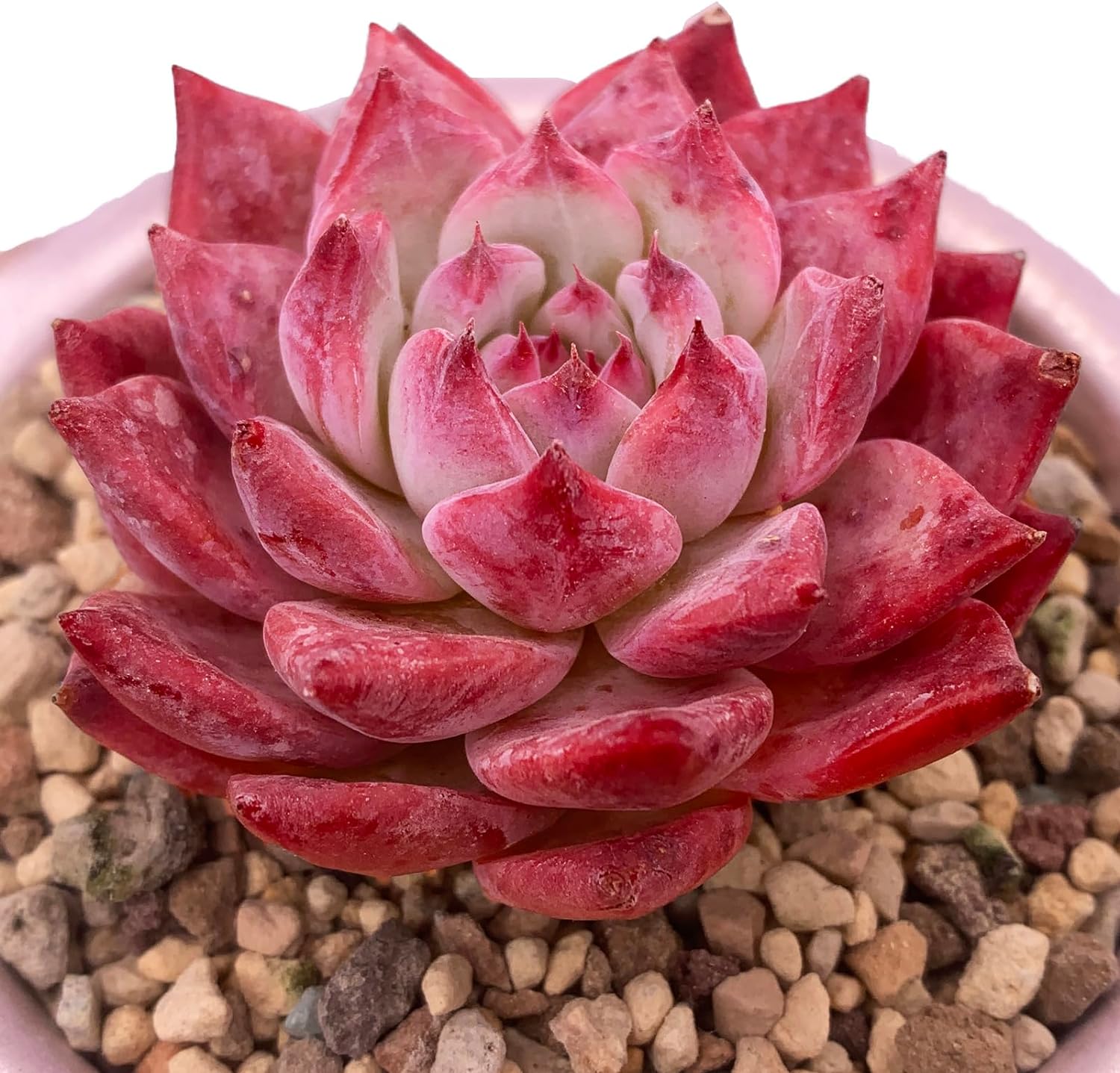 Echeveria Colorata Succulent - Truemartstore