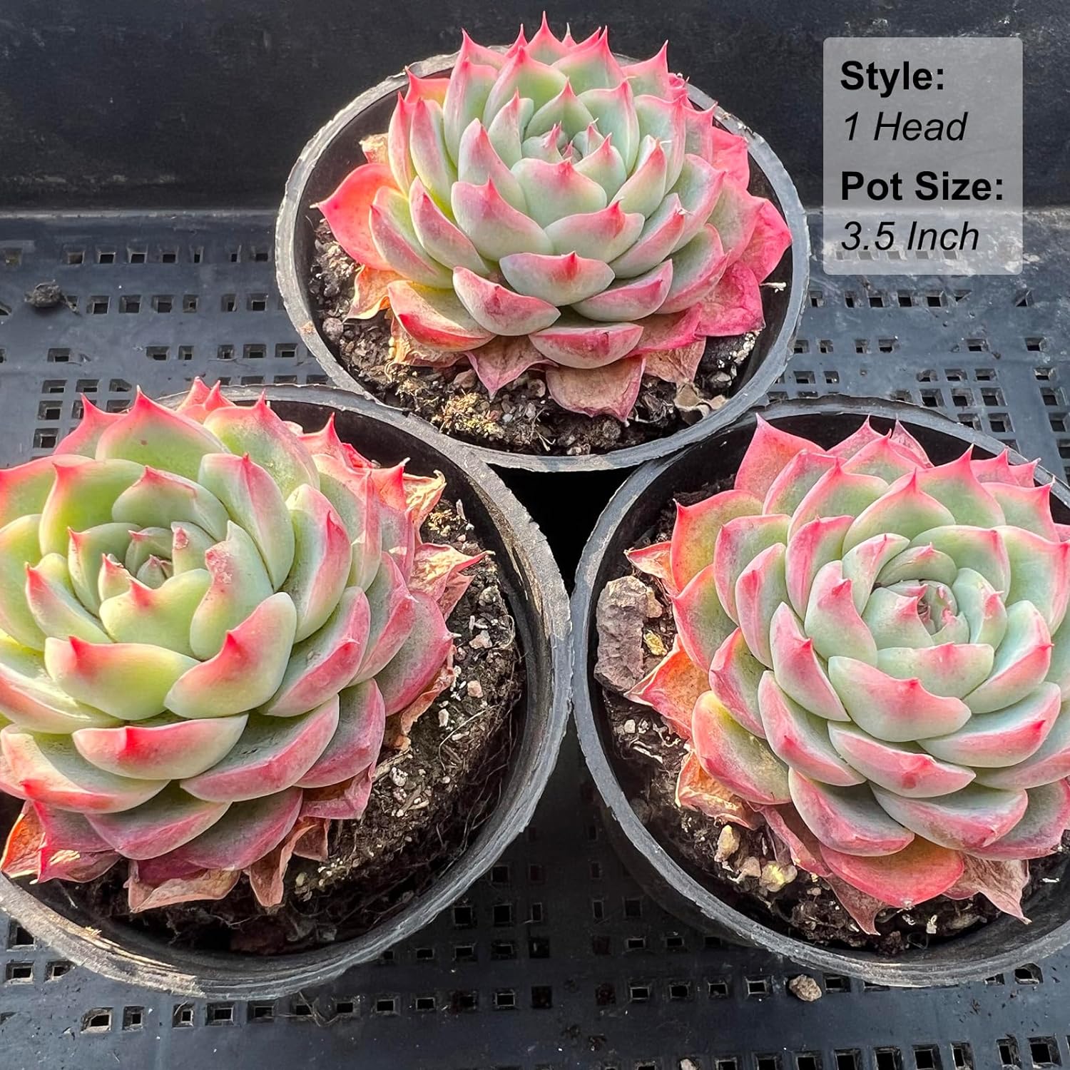Echeveria Crystal Rose Succulent - Truemartstore