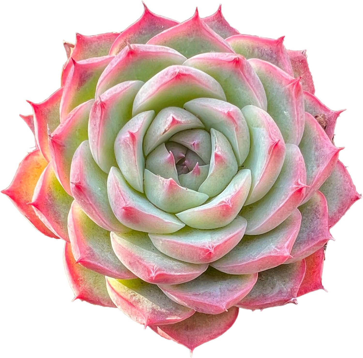 Echeveria Crystal Rose Succulent - Truemartstore