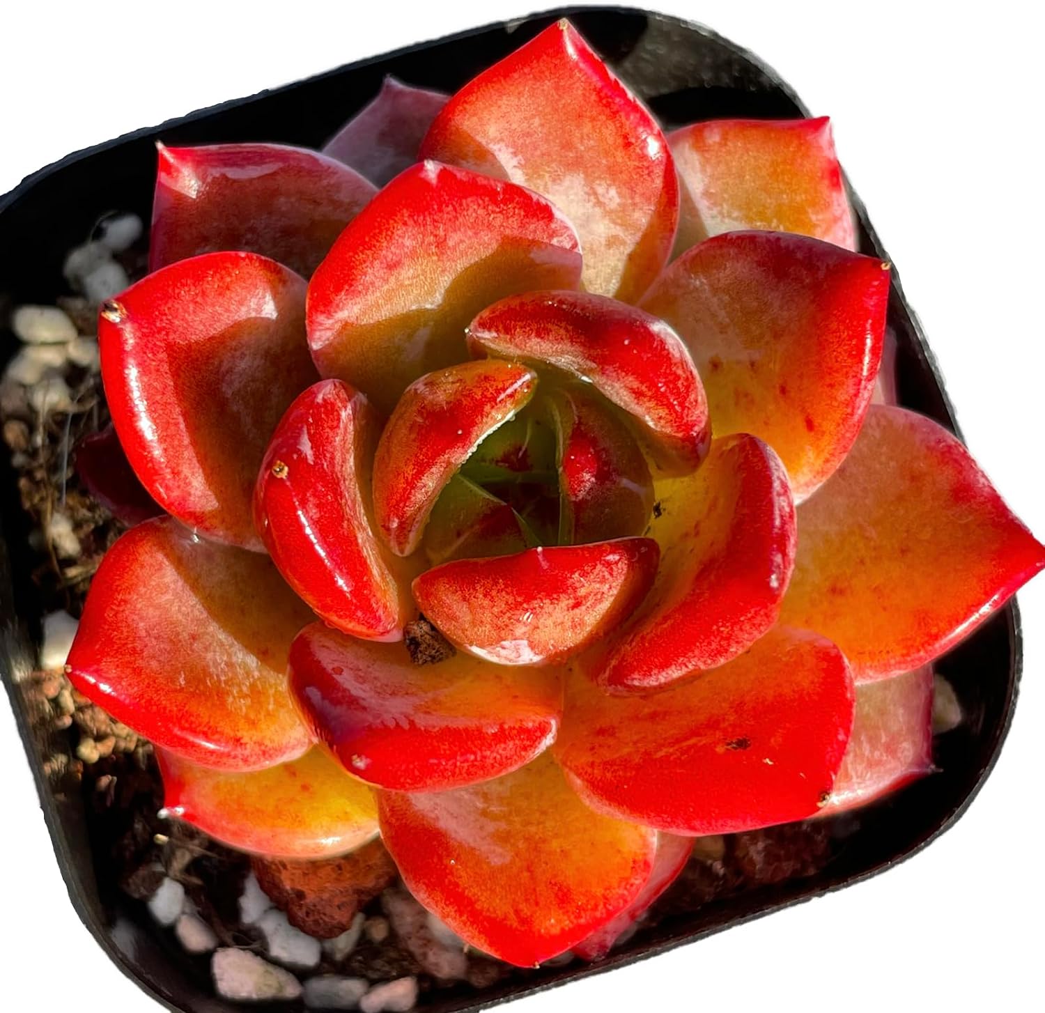Echeveria Daredevil Succulent - Truemartstore