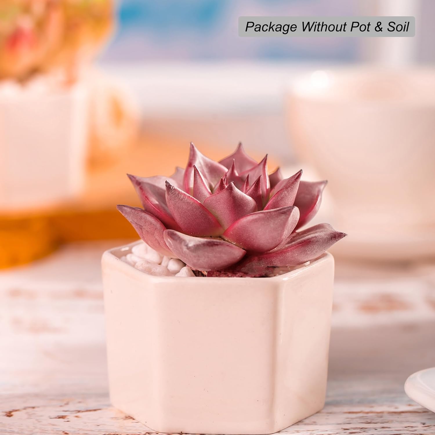 Echeveria Agavoides Romeo Succulent - Truemartstore