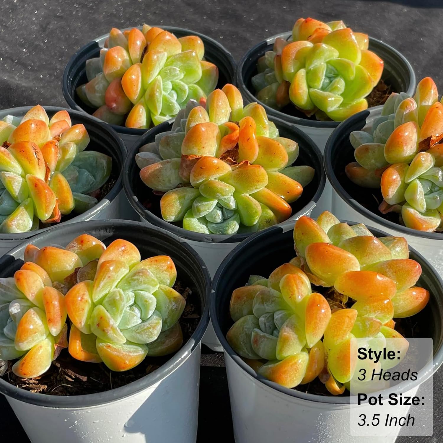 Echeveria Ice Green Succulent - Truemartstore