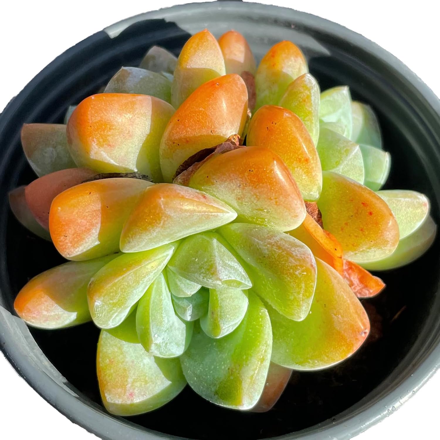 Echeveria Ice Green Succulent - Truemartstore