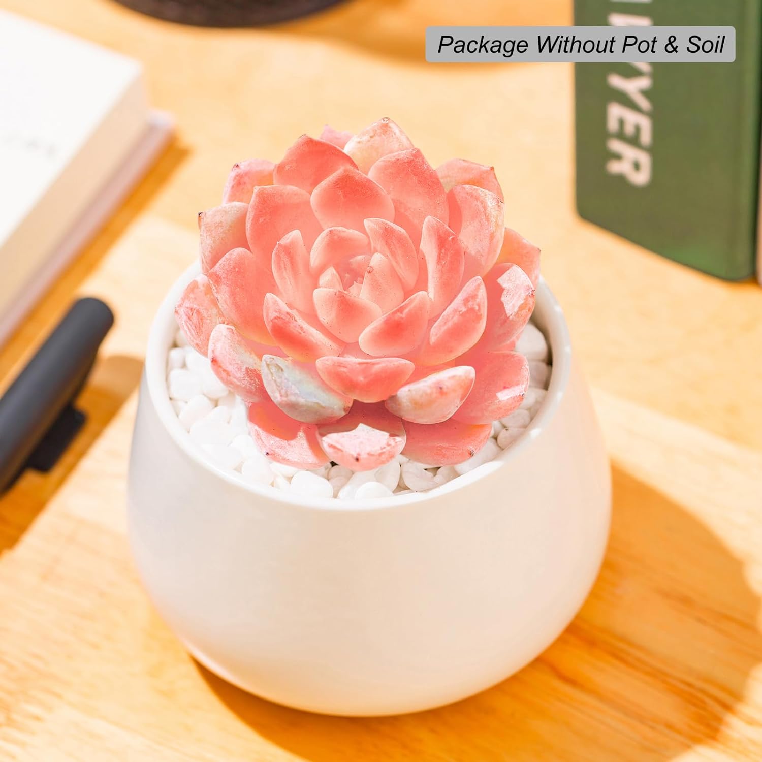 Echeveria Little Beauty Succulent - Truemartstore