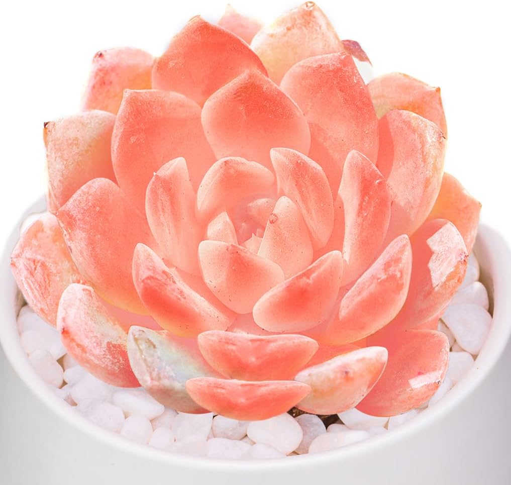 Echeveria Little Beauty Succulent - Truemartstore