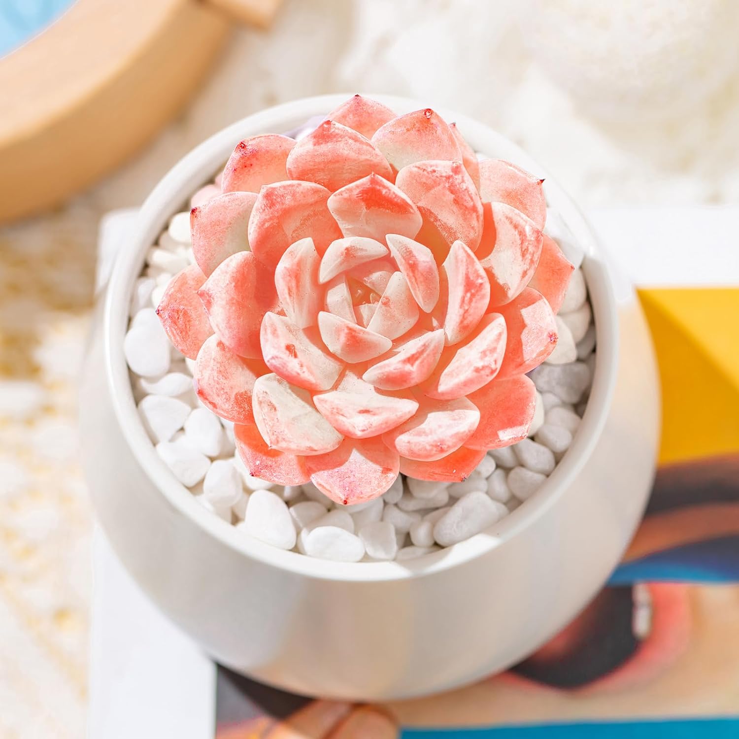 Echeveria Little Beauty Succulent - Truemartstore