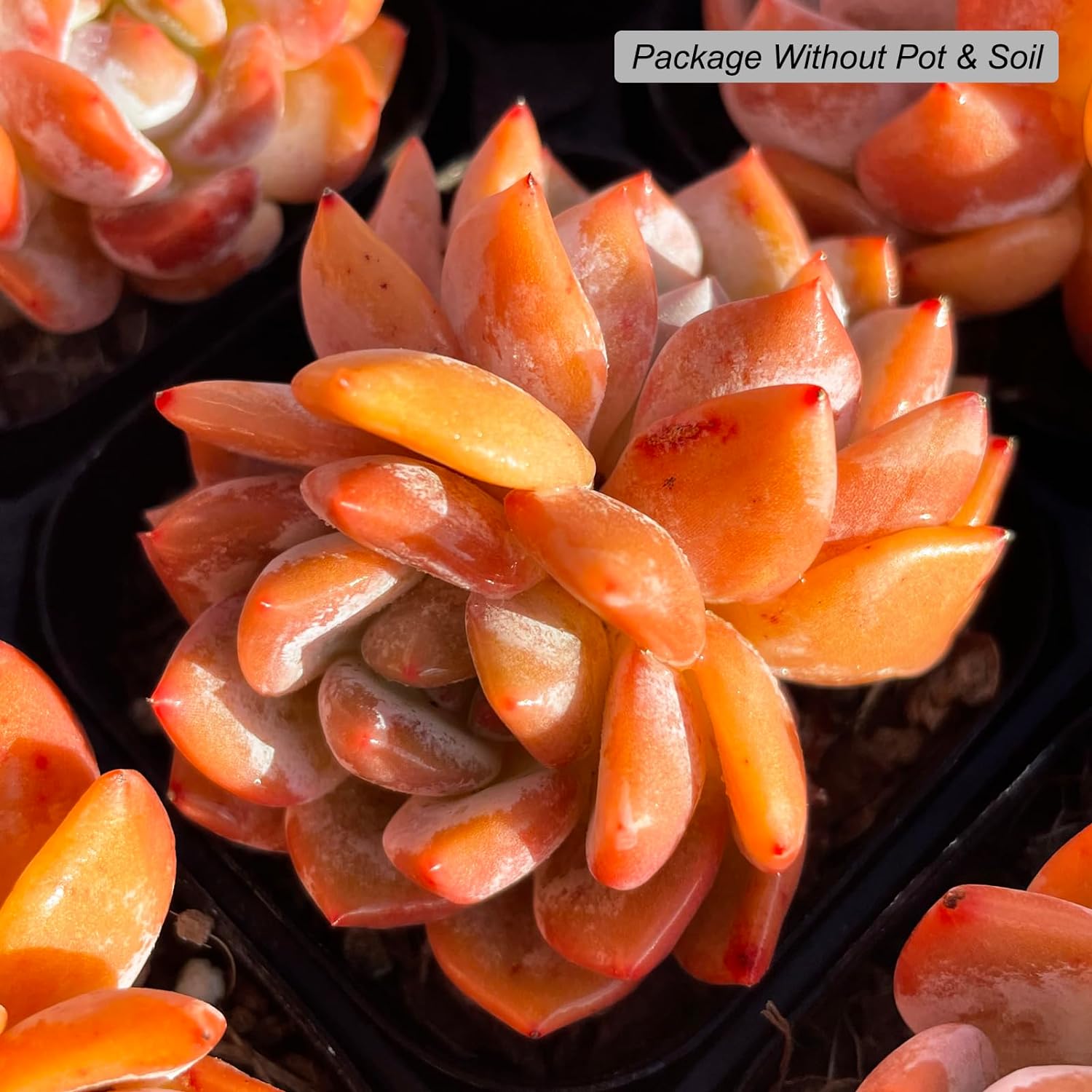 Echeveria Monroe Succulent - Truemartstore