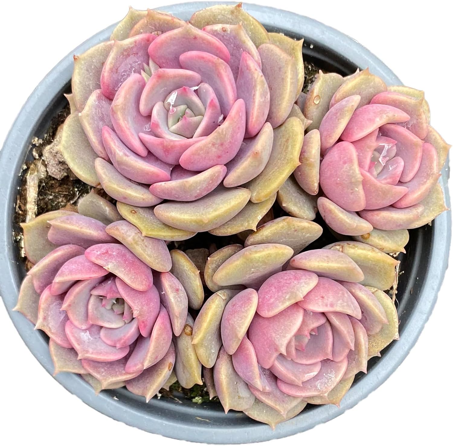 Echeveria Pink Butterfly Succulent - Truemartstore