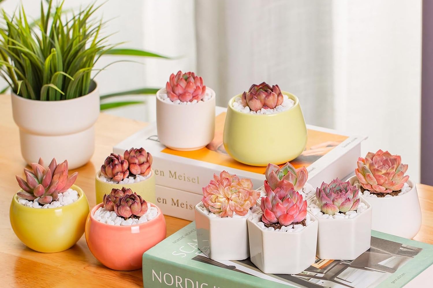 Echeveria Little Beauty Succulent - Truemartstore