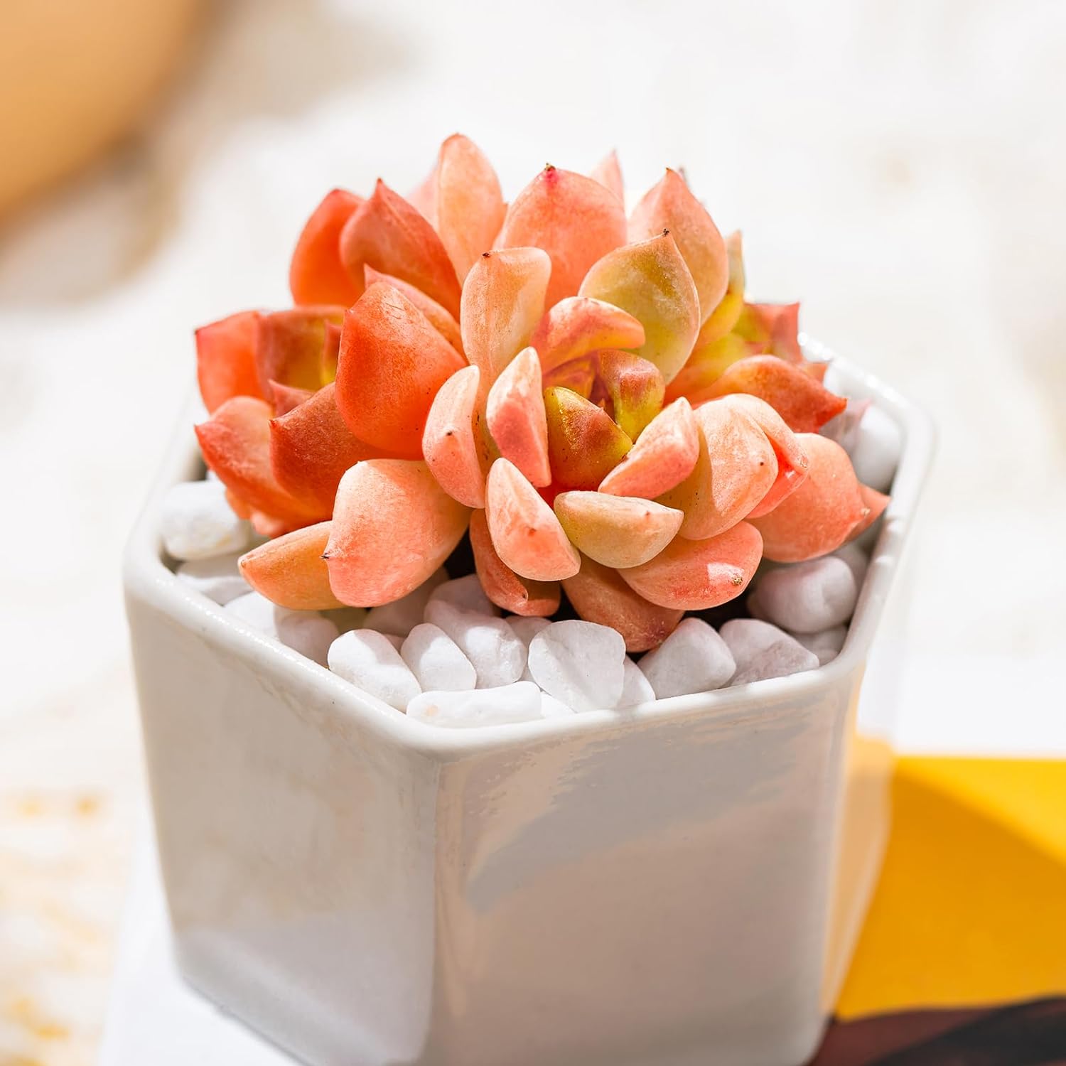 Echeveria Little Beauty Succulent - Truemartstore
