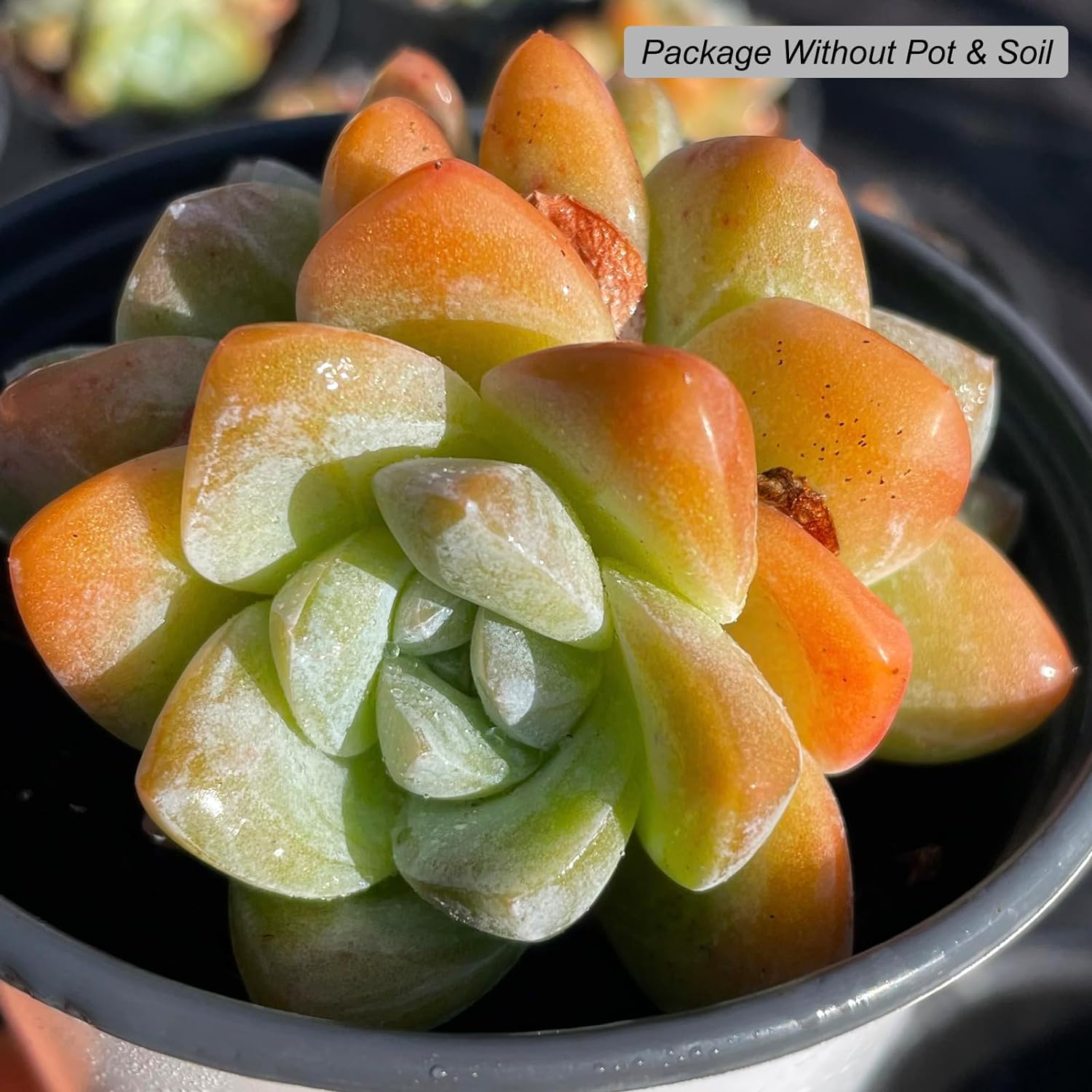 Echeveria Ice Green Succulent - Truemartstore