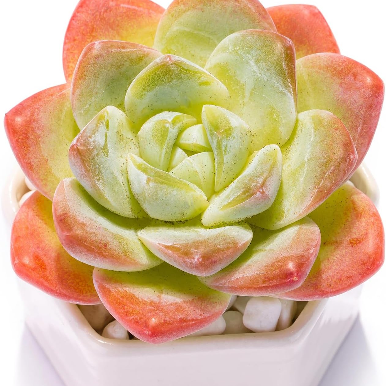 Echeveria Ice Green Succulent - Truemartstore