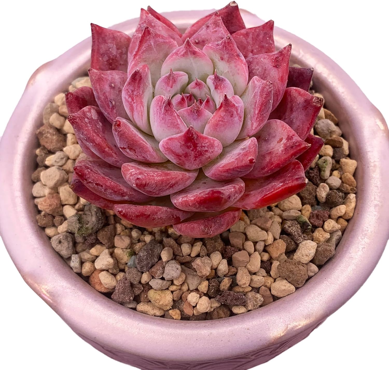 Echeveria Colorata Succulent - Truemartstore