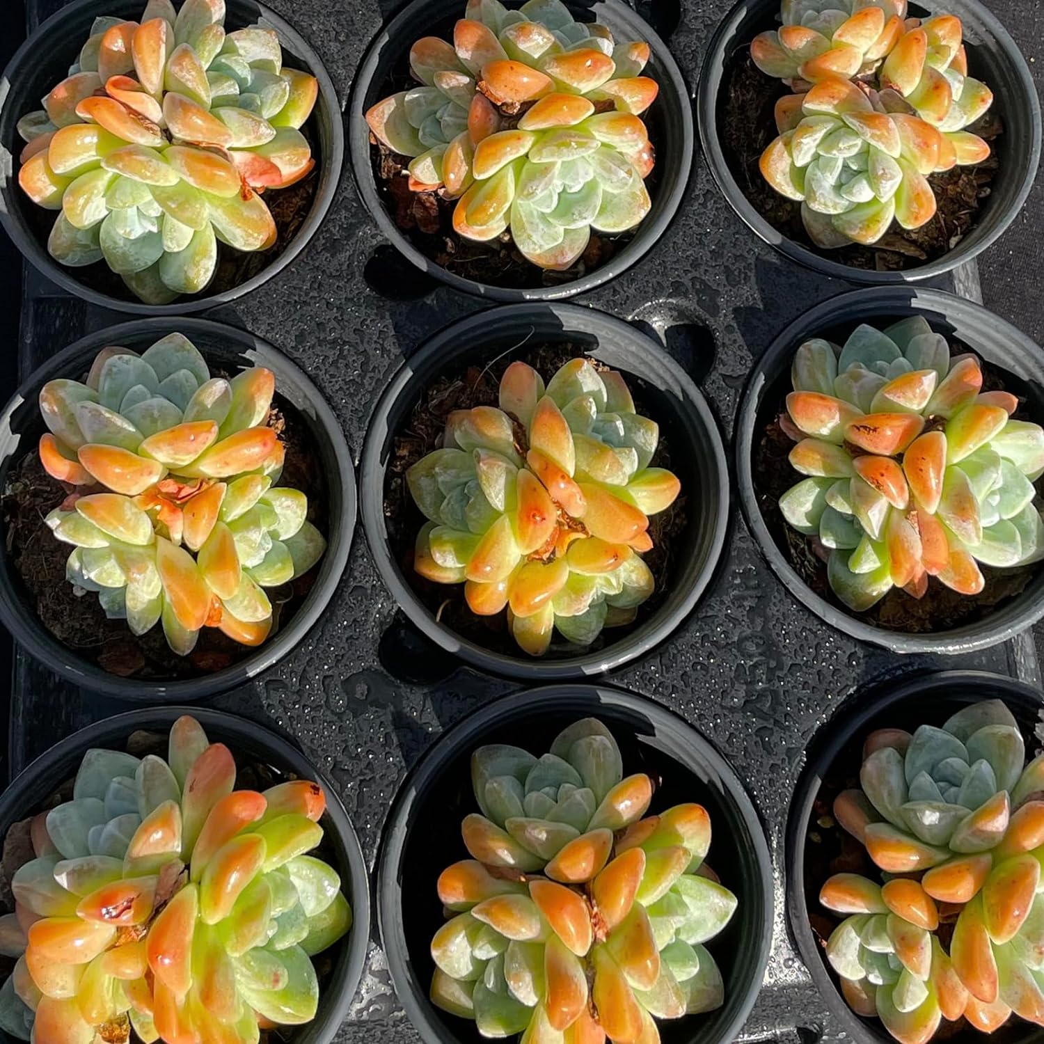 Echeveria Ice Green Succulent - Truemartstore