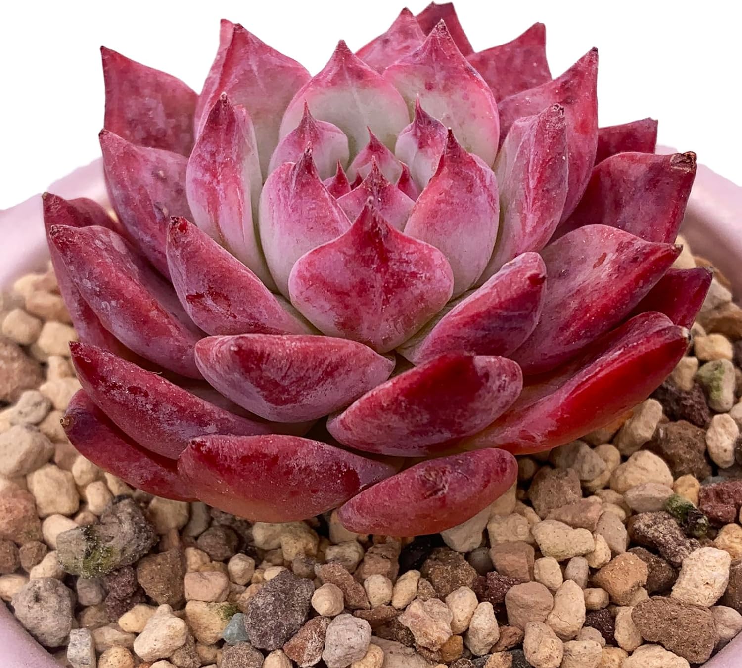 Echeveria Colorata Succulent - Truemartstore