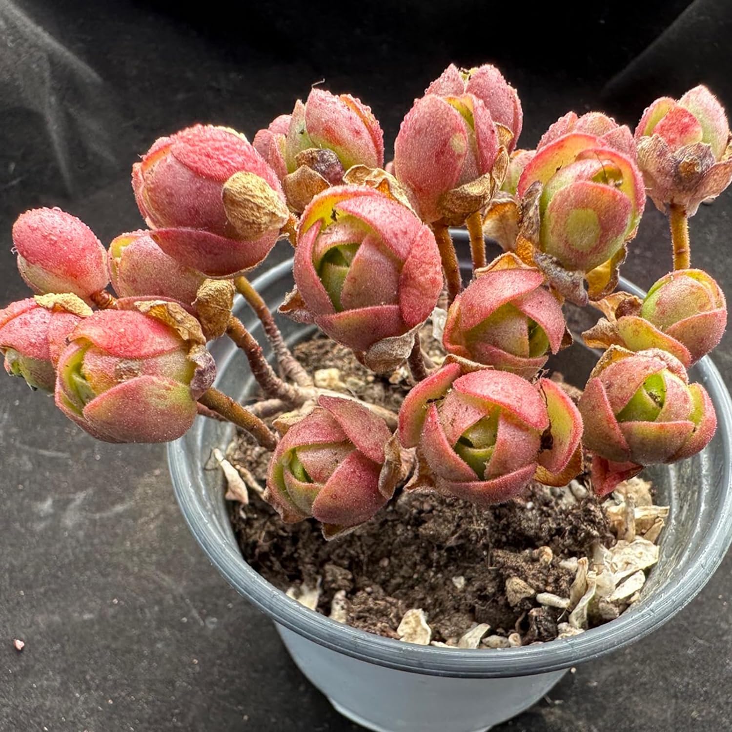 Aeonium Saundersii Pinheads Succulent - Truemartstore