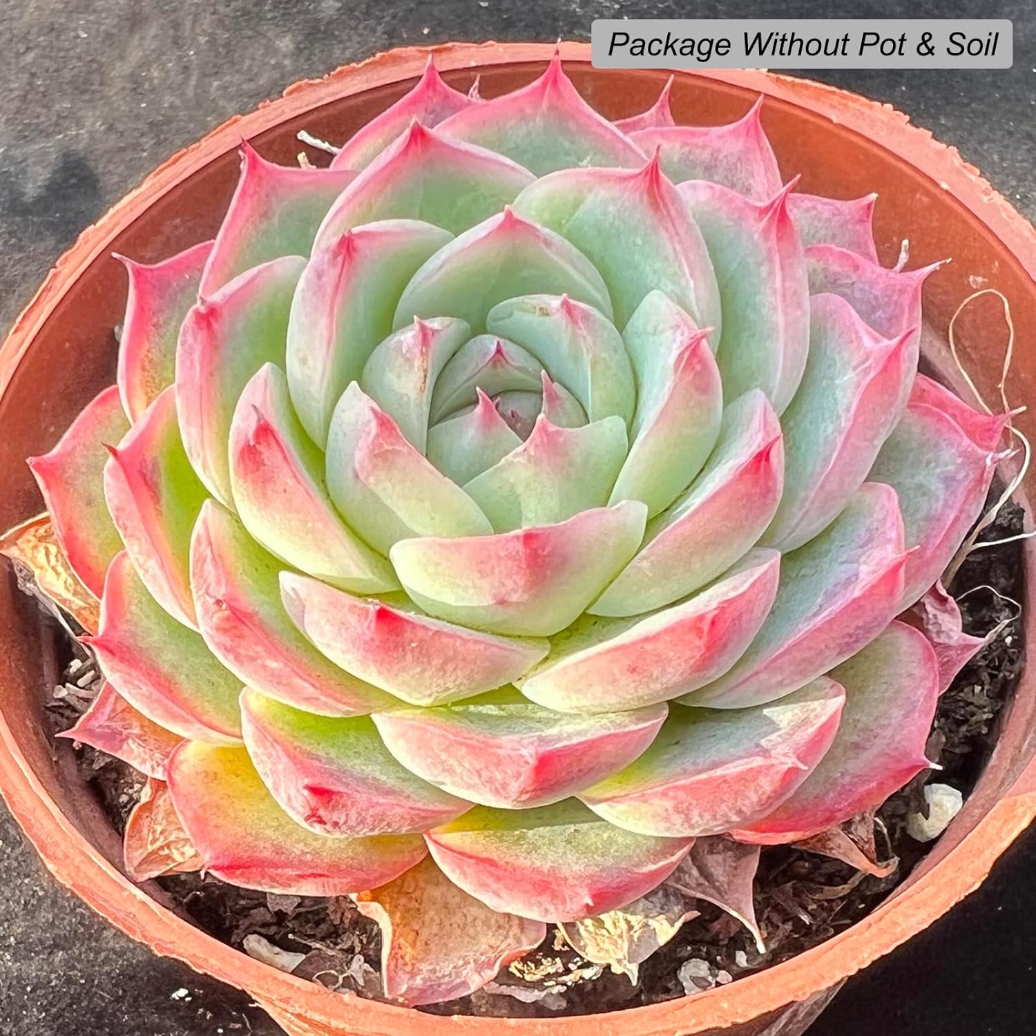 Echeveria Crystal Rose Succulent - Truemartstore