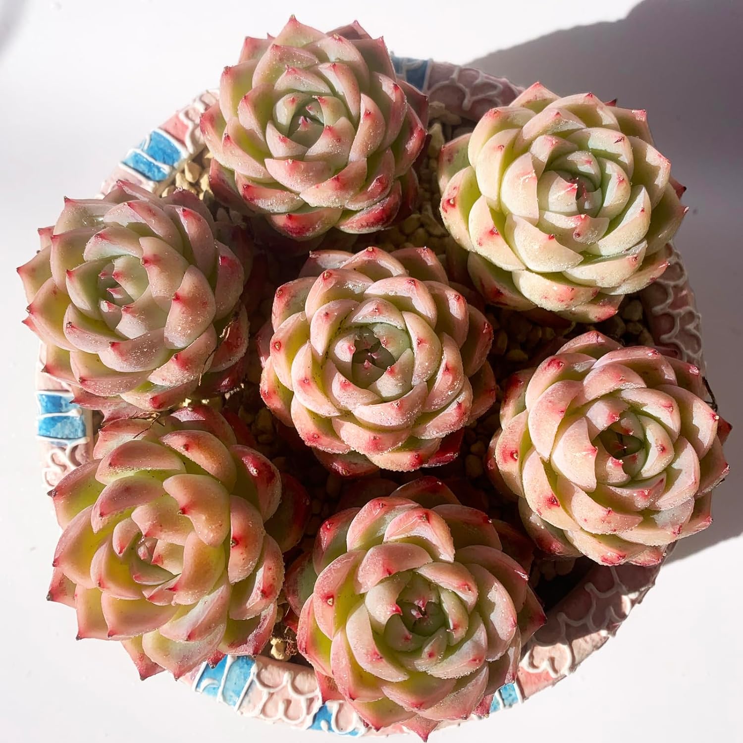 Echeveria Crystal Rose Succulent - Truemartstore