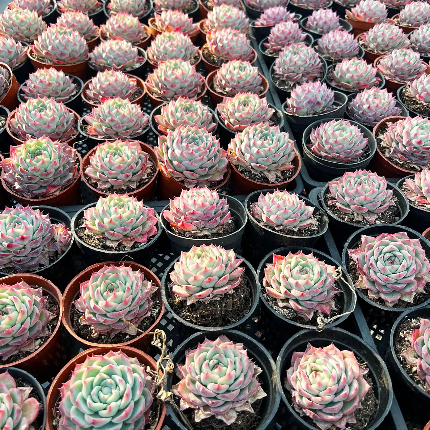 Echeveria Crystal Rose Succulent - Truemartstore