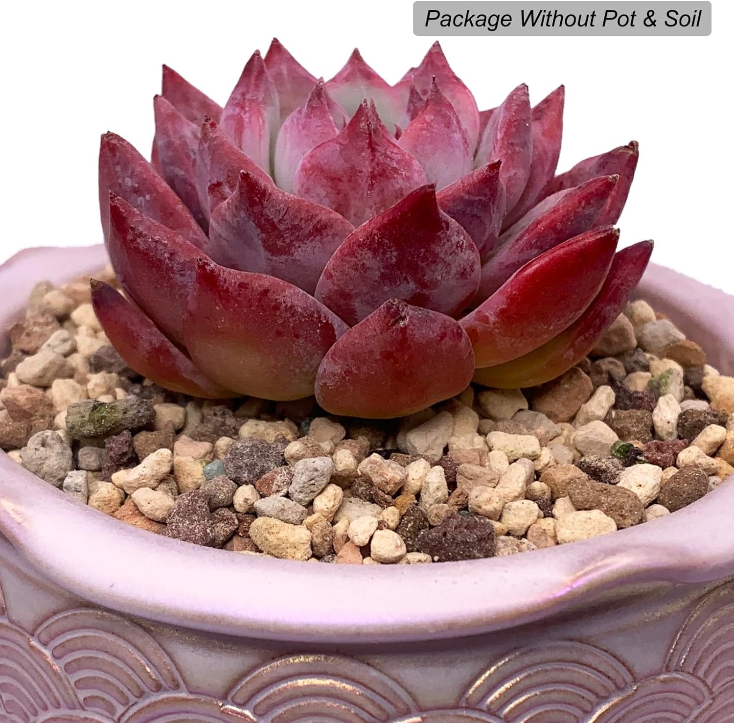 Echeveria Colorata Succulent - Truemartstore