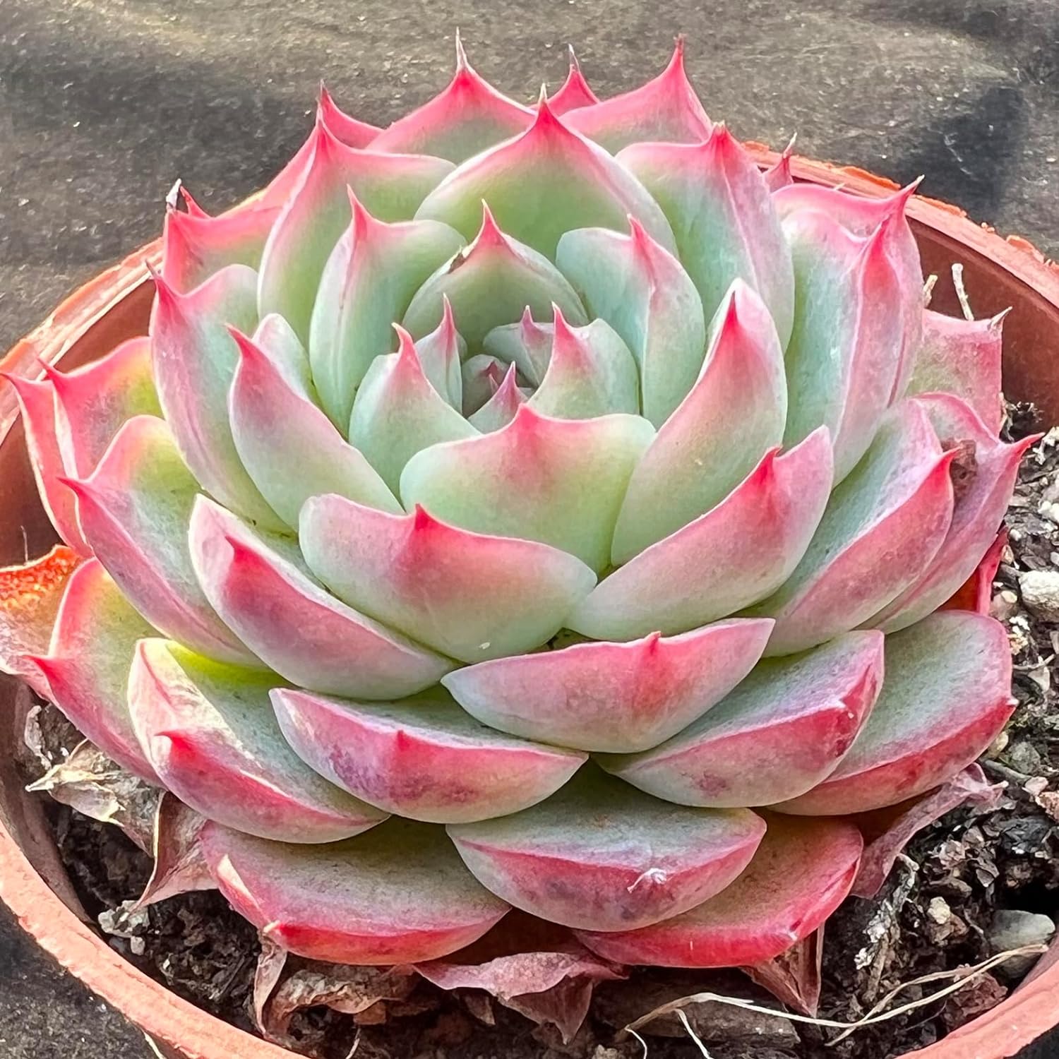 Echeveria Crystal Rose Succulent - Truemartstore