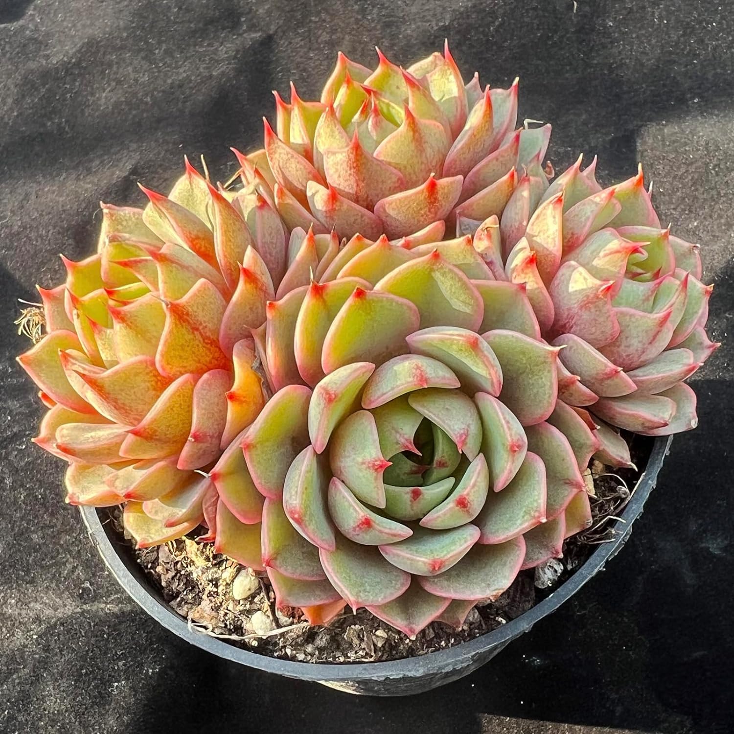 Echeveria Ben Badis Succulent - Truemartstore