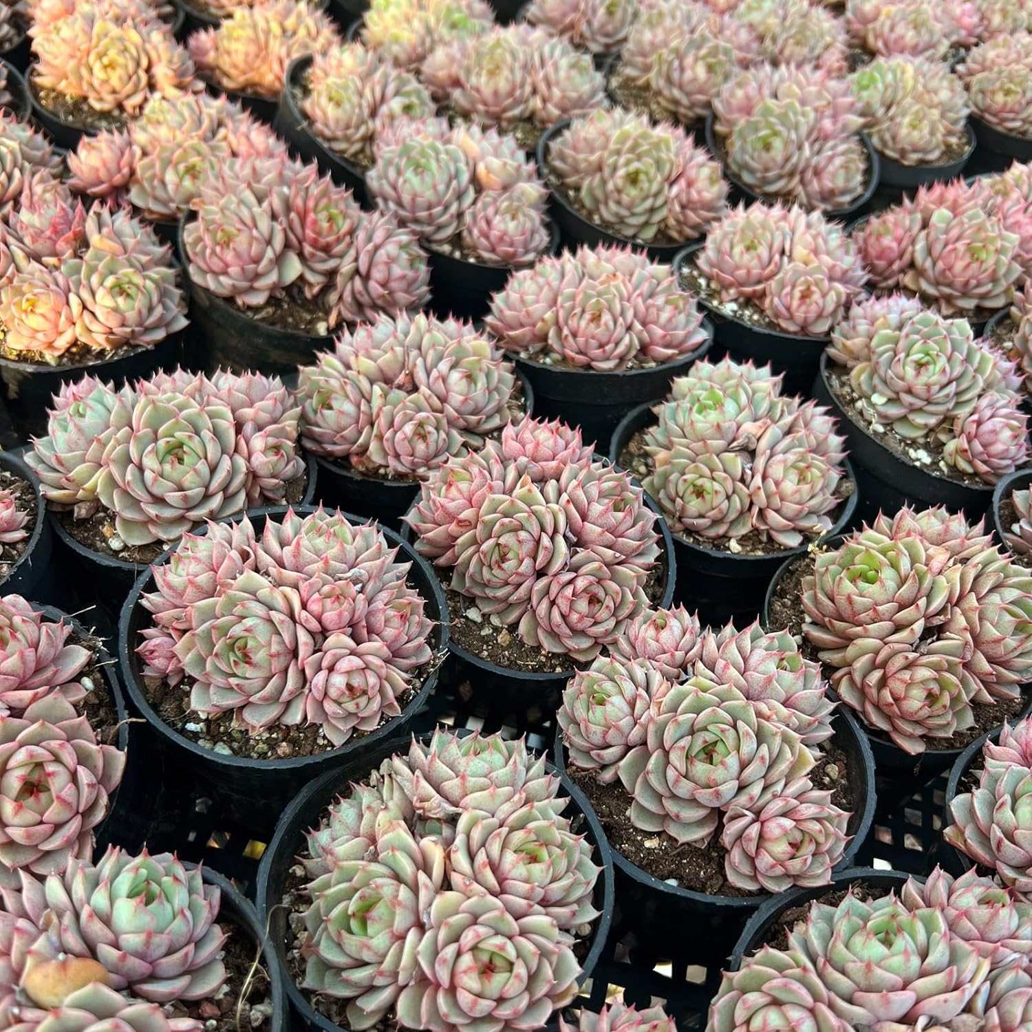Echeveria Ben Badis Succulent - Truemartstore