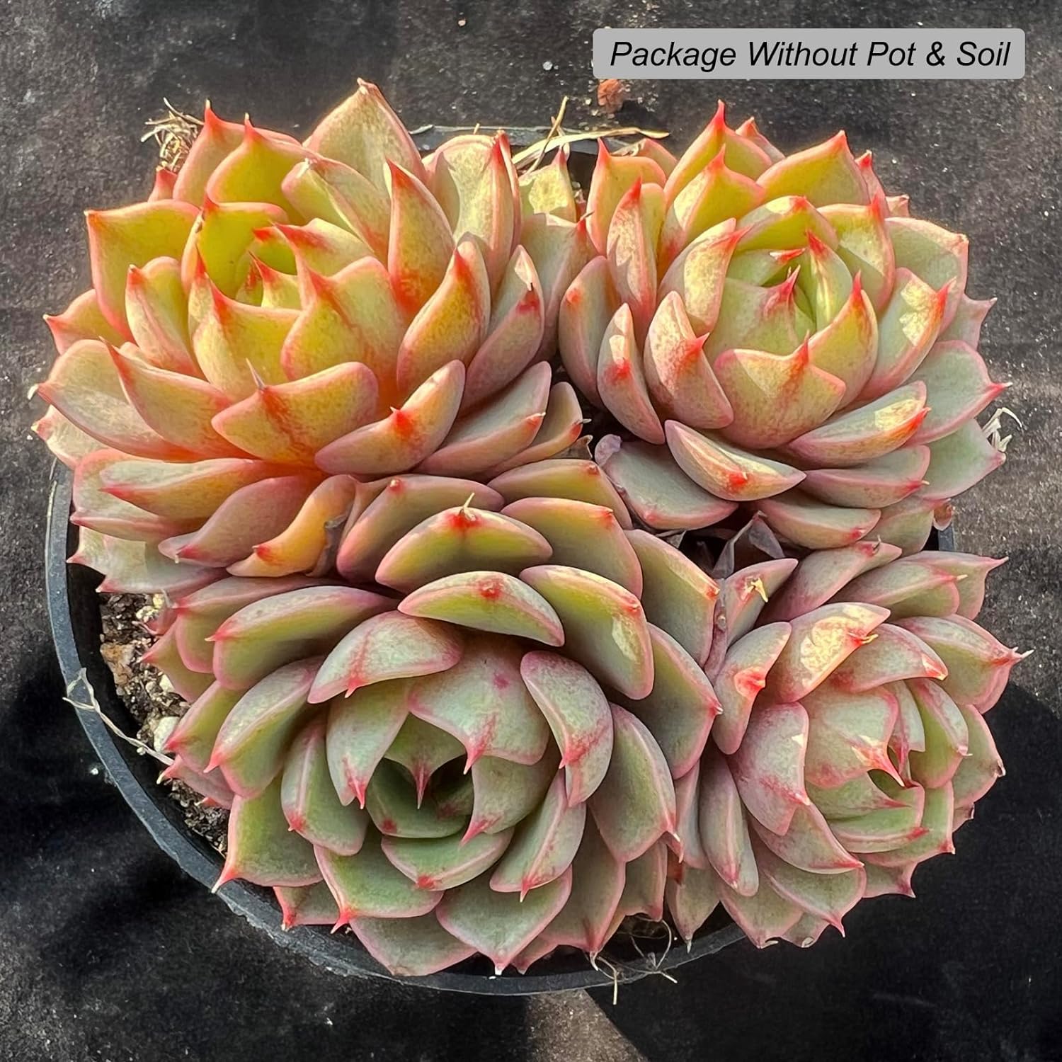 Echeveria Ben Badis Succulent - Truemartstore