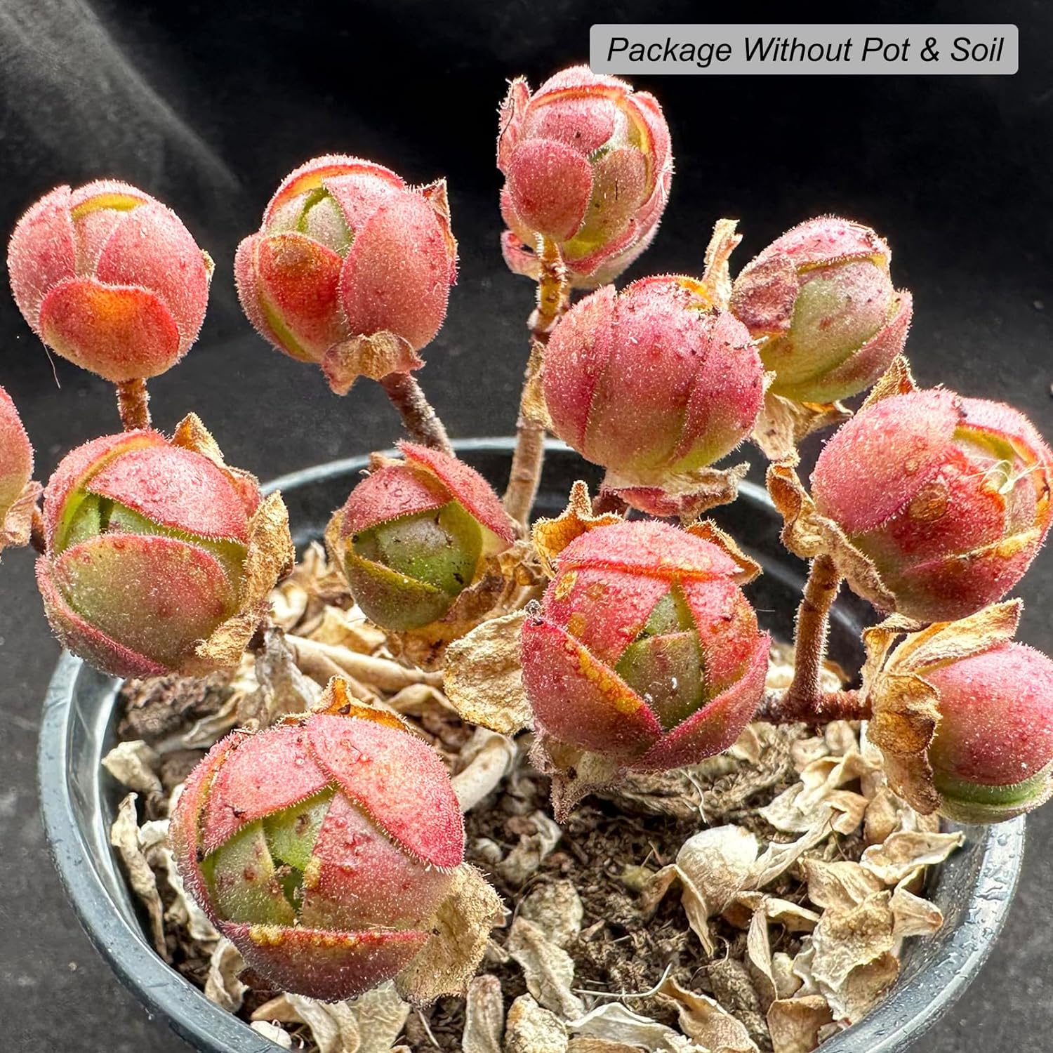 Aeonium Saundersii Pinheads Succulent - Truemartstore