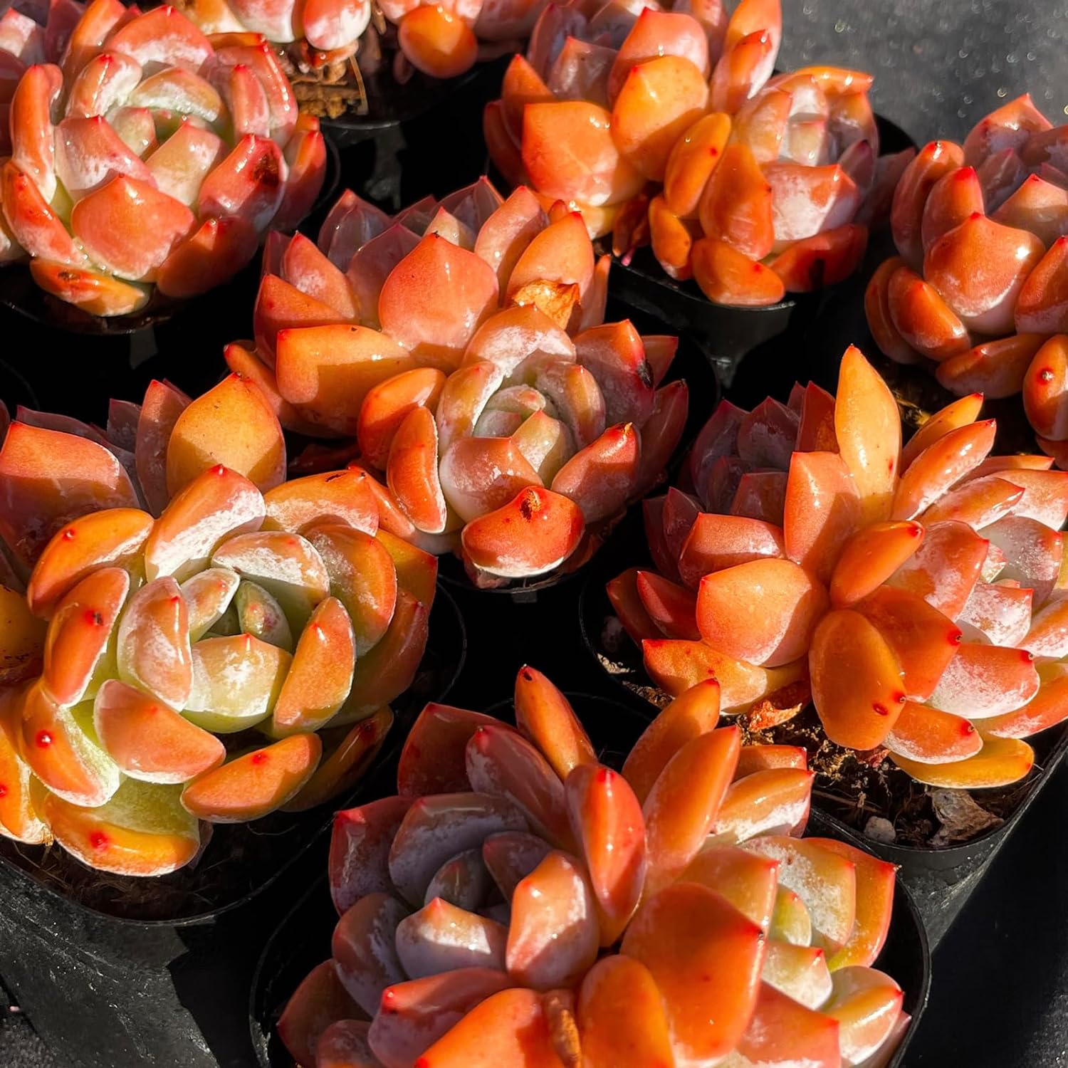 Echeveria Monroe Succulent - Truemartstore