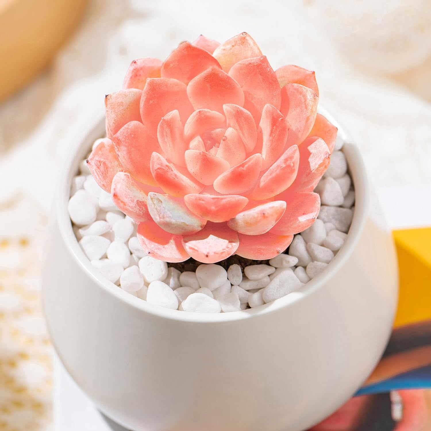 Echeveria Little Beauty Succulent - Truemartstore